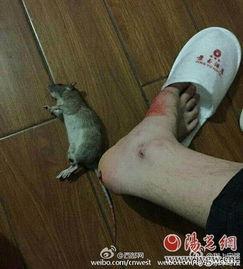 最新爆料老鼠事件视频,惊曝老鼠横行！最新视频揭露惊人真相
