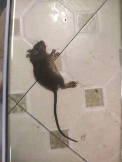 最新老鼠爆料新闻视频,揭秘视频背后的惊人真相